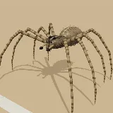 3D model of the Wolf Spider