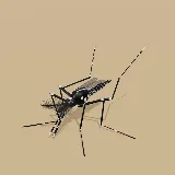 3D model of the Yellow Fever Mosquito