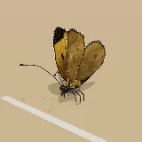 3D model of the Yellow Pansy