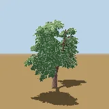 3D model of the Common hook thorn