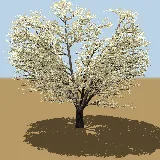 3D model of the Grey camel thorn