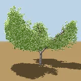3D model of the Sweet thorn