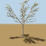 3D model of the Knob thorn