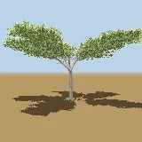 3D model of the Paperbark thorn