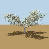 3D model of the Umbrella thorn