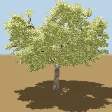 3D model of the Red bushwillow