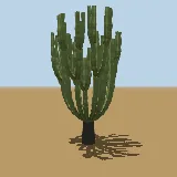 3D model of the Naboom (candelabra euphorbia)