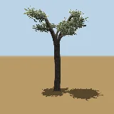 3D model of the Common cabbage tree