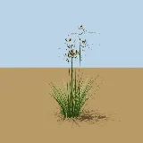 3D model of the Yellow nutsedge