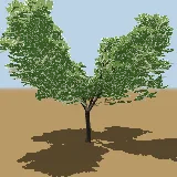 3D model of the Large fever-berry