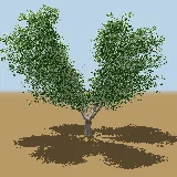 3D model of the Broom cluster fig