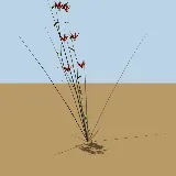 3D model of the Flame lily
