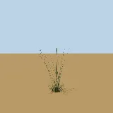 3D model of the Tassel three-awn