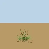 3D model of the Crowfoot grass