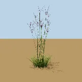 3D model of the Finger grass