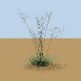 3D model of the Weeping love grass