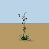 3D model of the Spear grass