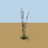 3D model of the Common thatching grass