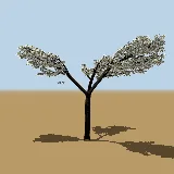3D model of the Kiaat