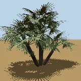 3D model of the Lala palm