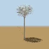 3D model of the Pondo bushman's tea