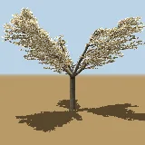 3D model of the Marula