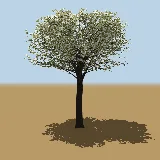 3D model of the Matumi