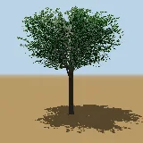 3D model of the Natal mahogany