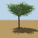 3D model of the Pod mahogany