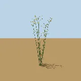 3D model of the Narrow-leaved ragwort