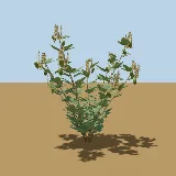 3D model of the Burke's rattlepod