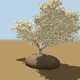 3D model of the Large-leaved rock fig