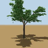 3D model of the Sausage tree