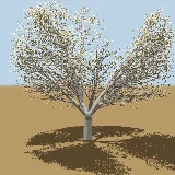 3D model of the Shepherd's tree