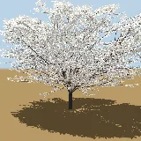 3D model of the Velvet raisin (shrub)