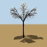 3D model of the Transvaal beech