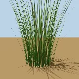 3D model of the Bulrush