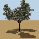 3D model of the Velvet bushwillow