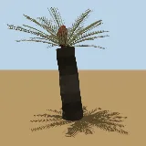 3D model of the Waterberg cycad