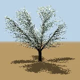 3D model of the Weeping boer-bean