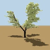 3D model of the Weeping wattle