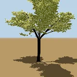 3D model of the Wild pear